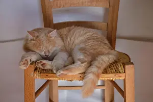 Naples: Domestic cat, Ischia, Italy, Europe