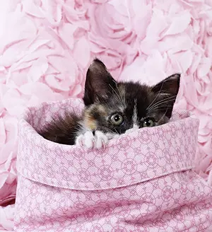 Peekaboo: Domestic Cat kitten