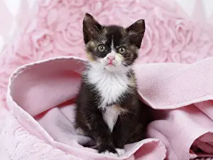 Cute Kittens By Jean-Michel Labat: Domestic Cat kitten