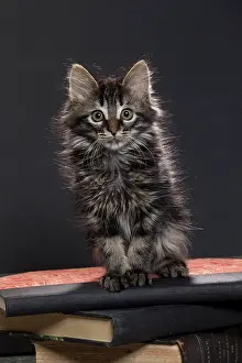 Books: Domestic Cat kitten