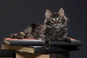 Books: Domestic Cat kitten
