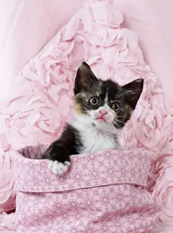 Cloth: Domestic Cat kitten