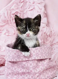 Cloth: Domestic Cat kitten