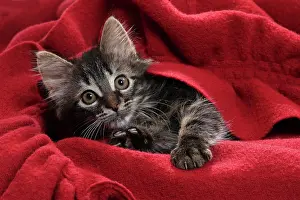 Blankets: Domestic Cat kitten