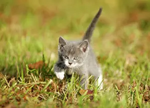 Blurry: Domestic cat, kitten, 6 weeks, gray, walking through