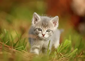 Mackerel: Domestic cat, kitten, 6 weeks, light gray mackerel