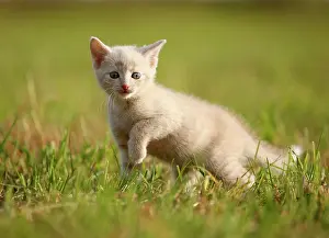 Mackerel: Domestic cat, kitten, 6 weeks, light red mackerel