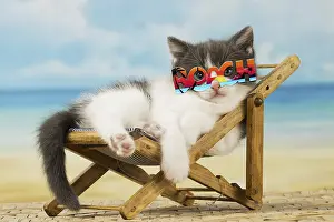 Deckchair: Domestic Cat, kitten 6 weeks old, on deckchair
