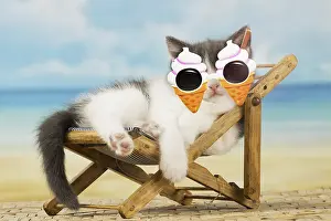 Chilling: Domestic Cat, kitten 6 weeks old, on deckchair