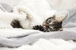 Blankets: Domestic Cat kitten in blankets