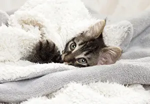 Blankets: Domestic Cat kitten in blankets
