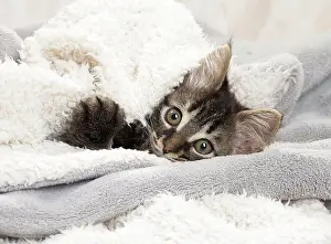 Blankets: Domestic Cat kitten in blankets