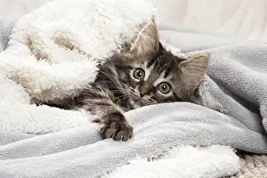 Blankets: Domestic Cat kitten in blankets