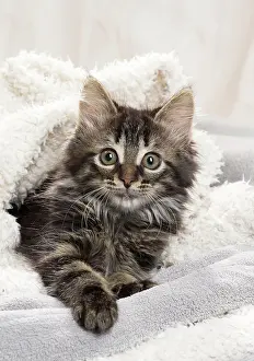Blankets: Domestic Cat kitten in blankets