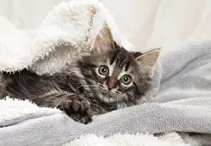 Blankets: Domestic Cat kitten in blankets