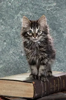 Books: Domestic Cat kitten with book