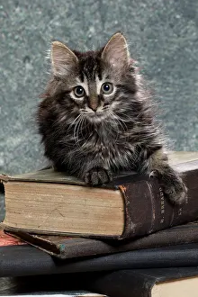 Books: Domestic Cat kitten with book