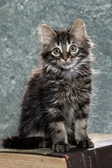 Books: Domestic Cat kitten with book