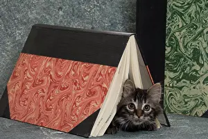 Books: Domestic Cat kitten with book