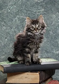 Book: Domestic Cat kitten with book