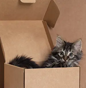 Cardboard: Domestic Cat kitten in cardboard box