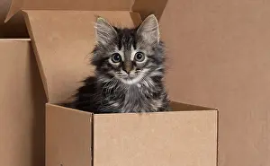 Cardboard: Domestic Cat kitten in cardboard box