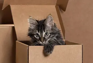 Cardboard: Domestic Cat kitten in cardboard box
