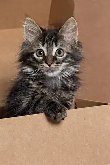 Cardboard: Domestic Cat kitten in cardboard box