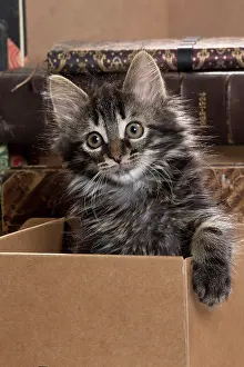 Boxes: Domestic Cat kitten in cardboard box