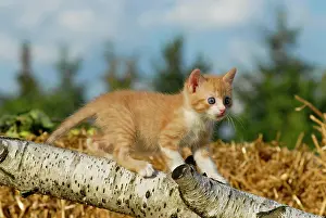 Climbs: Domestic cat, kitten climbing on a birch log