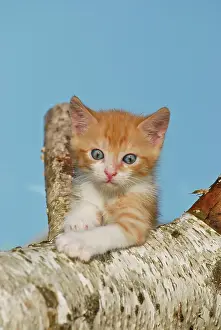 Climbs: Domestic cat, kitten climbing on a birch log