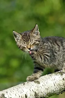 Climbs: Domestic cat, kitten climbing on a birch log