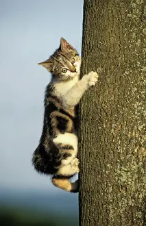 Catkin: Domestic cat, kitten, climbing a tree Hauskatze