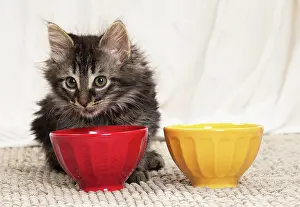 Bowls: Domestic Cat kitten eating