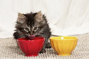 Bowls: Domestic Cat kitten eating