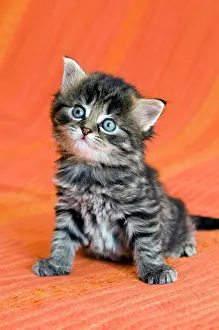 Internal: Domestic cat, kitten Hauskatze, Telfs, Tirol, &, xd6;sterreic