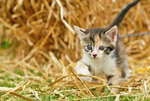 Bales: Domestic cat, kitten in the hay