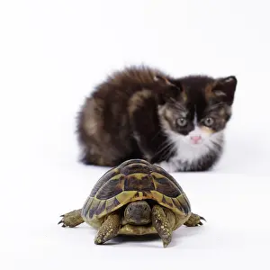 Hermanns: Domestic Cat kitten with Hermann's Tortoise