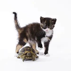 Hermanns: Domestic Cat kitten with Hermann's Tortoise