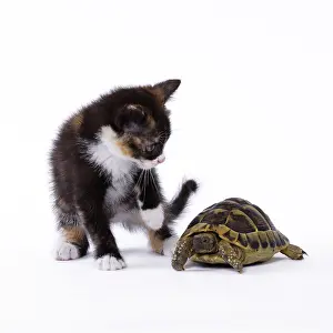 Surprised: Domestic Cat kitten with Hermann's Tortoise