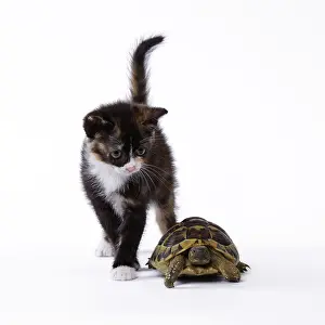 Hermanns: Domestic Cat kitten with Hermann's Tortoise