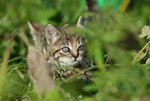 Lurk: Domestic cat, kitten hiding in the bushes