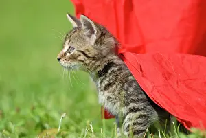 Hidden: Domestic cat, kitten hiding under a cover in the