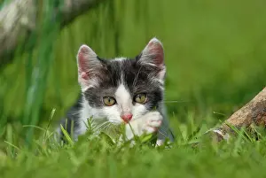 Lookout: Domestic cat, kitten lying in the grass