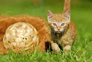 Friskily: Domestic cat, kitten in a meadow with a woven ball
