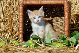 Bales: Domestic cat, kitten in an overturned wicker basket