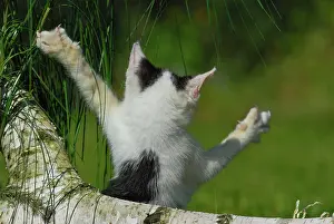 Catus: Domestic cat, kitten with its front paws up in the