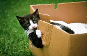 Cardboard: Domestic Cat - kitten playing in cardboard box
