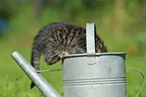 Hidden: Domestic cat, kitten playing with a watering can