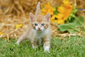 Bales: Domestic cat, kitten running over a meadow